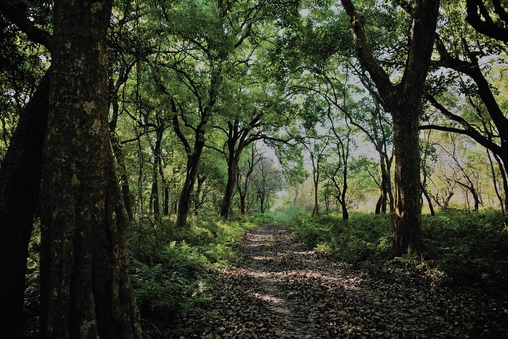 Germany students in Katari to study Nepal's forests 1 Forest 1